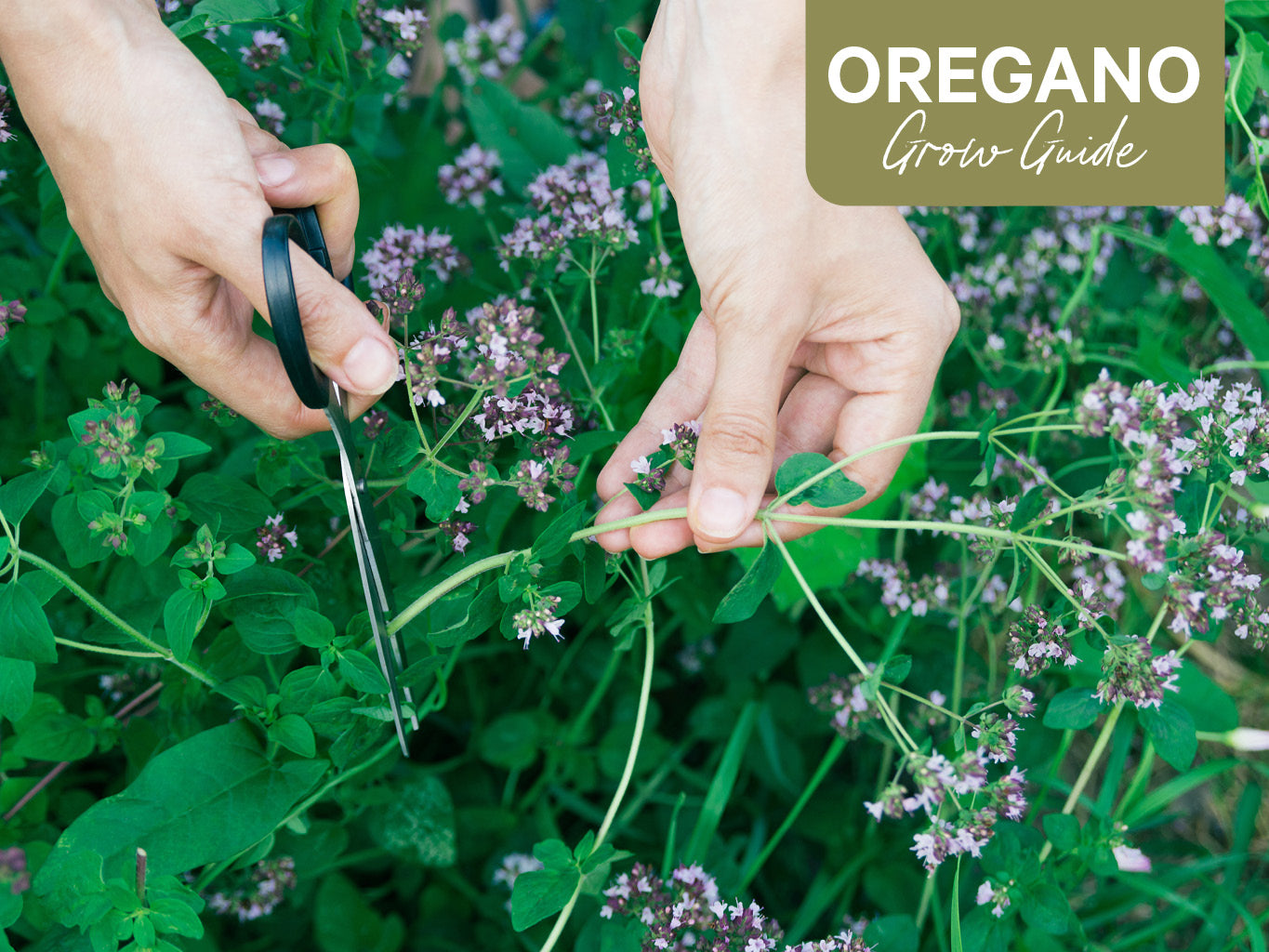 Oregano Grow Guide: How to Plant, Grow and Harvest Oregano
