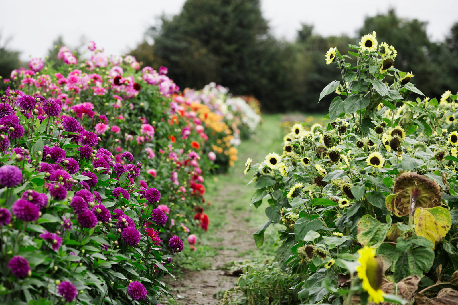 Power of Pollinators!