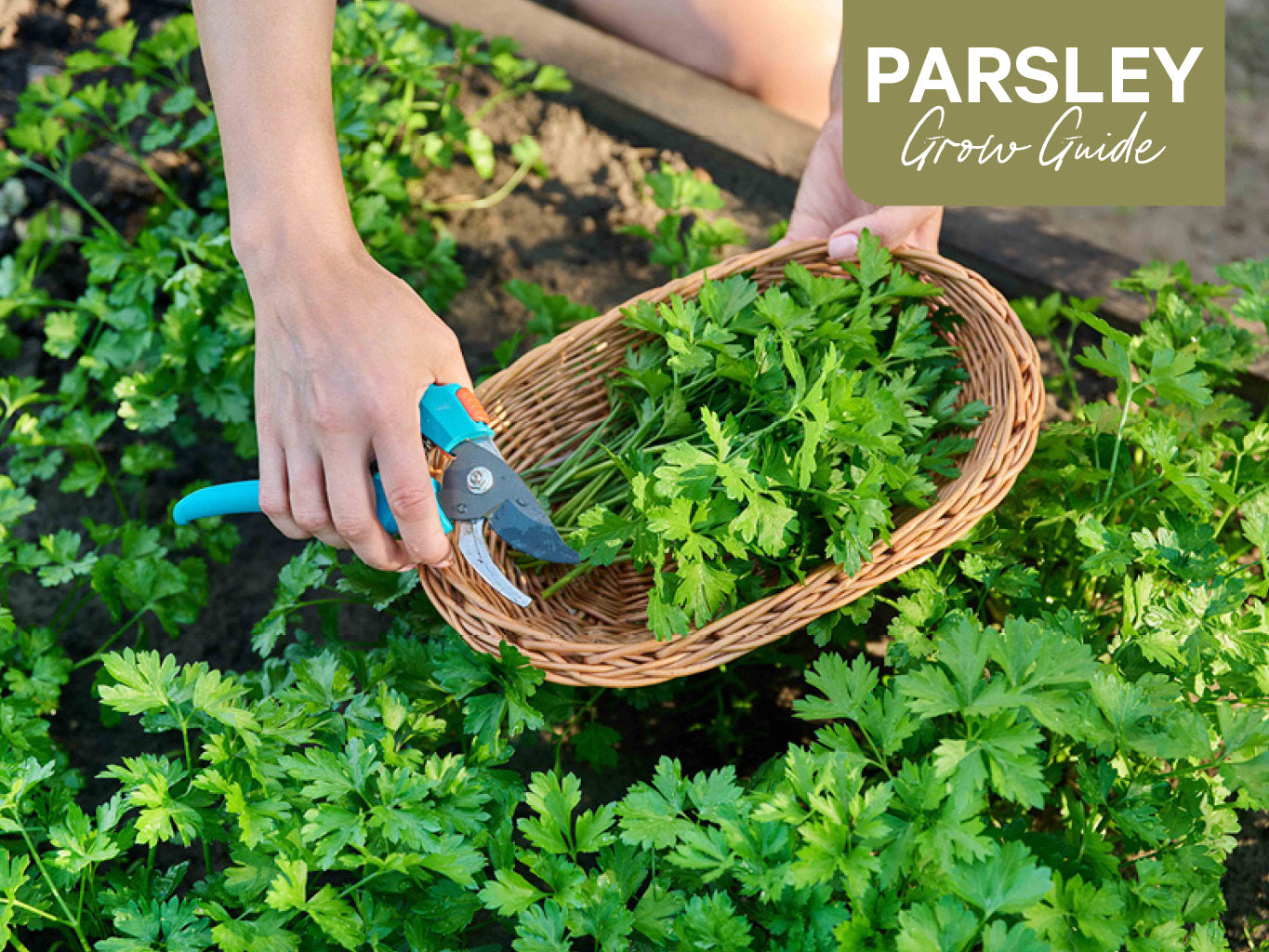 Parsley Grow Guide: How to Plant, Grow and Harvest Parsley
