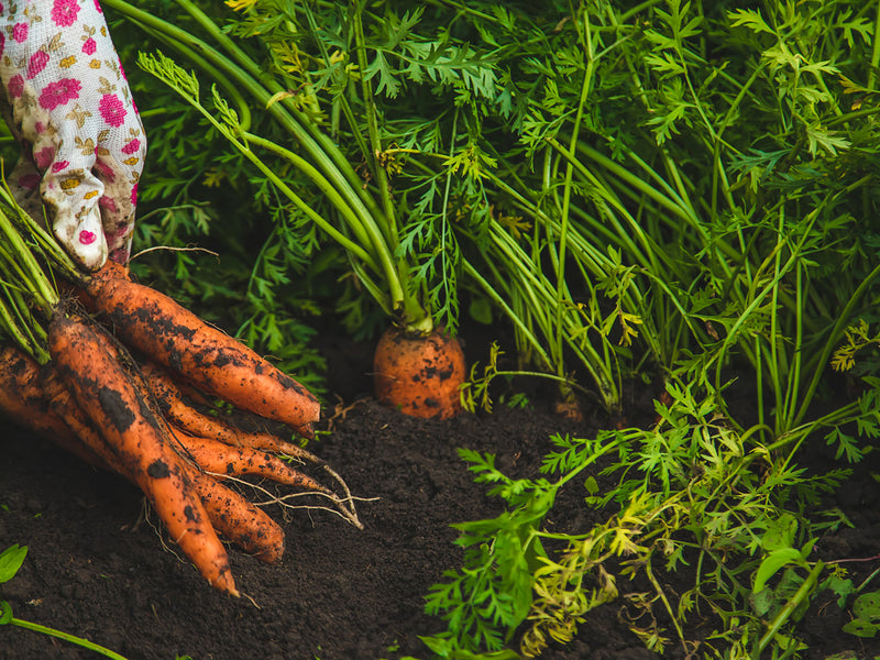 woman harvesting carrots