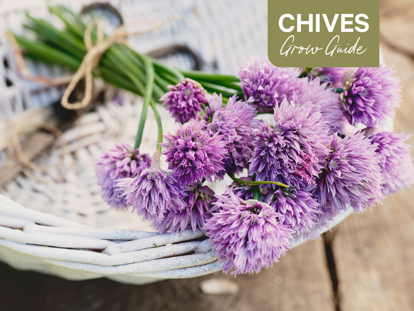 Chive Grow Guide: How to Plant, Grow and Harvest Chives