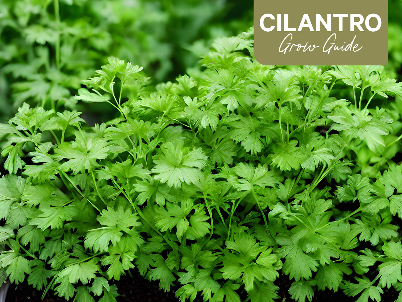 Cilantro Grow Guide: How to Plant, Grow and Harvest Cilantro