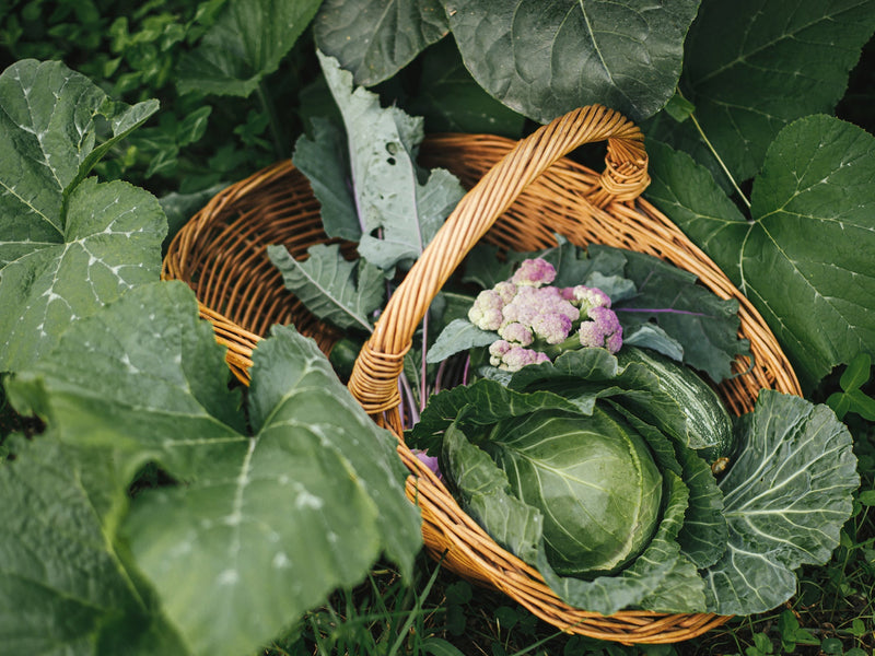 Planting a Fall Garden: Why Autumn Might Be the Best Time To Grow