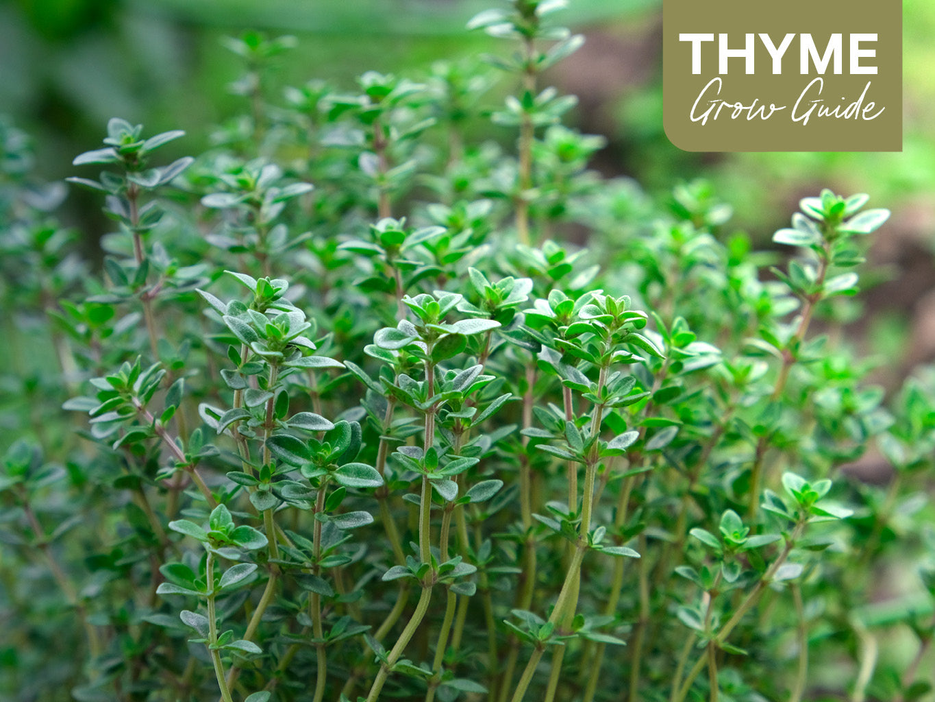 Thyme Grow Guide: How to Plant, Grow and Harvest Thyme