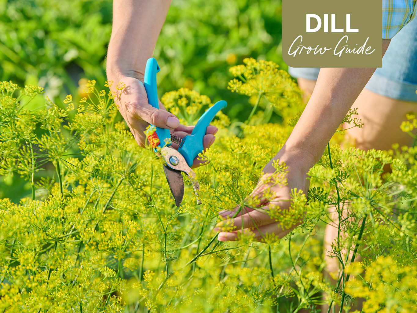 Woman harvesting dill flowers from the garden