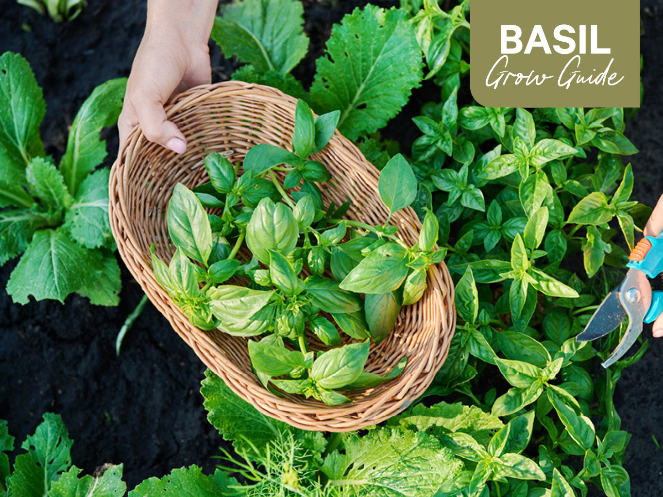 Basil Grow Guide: How to Plant, Grow and Harvest Basil