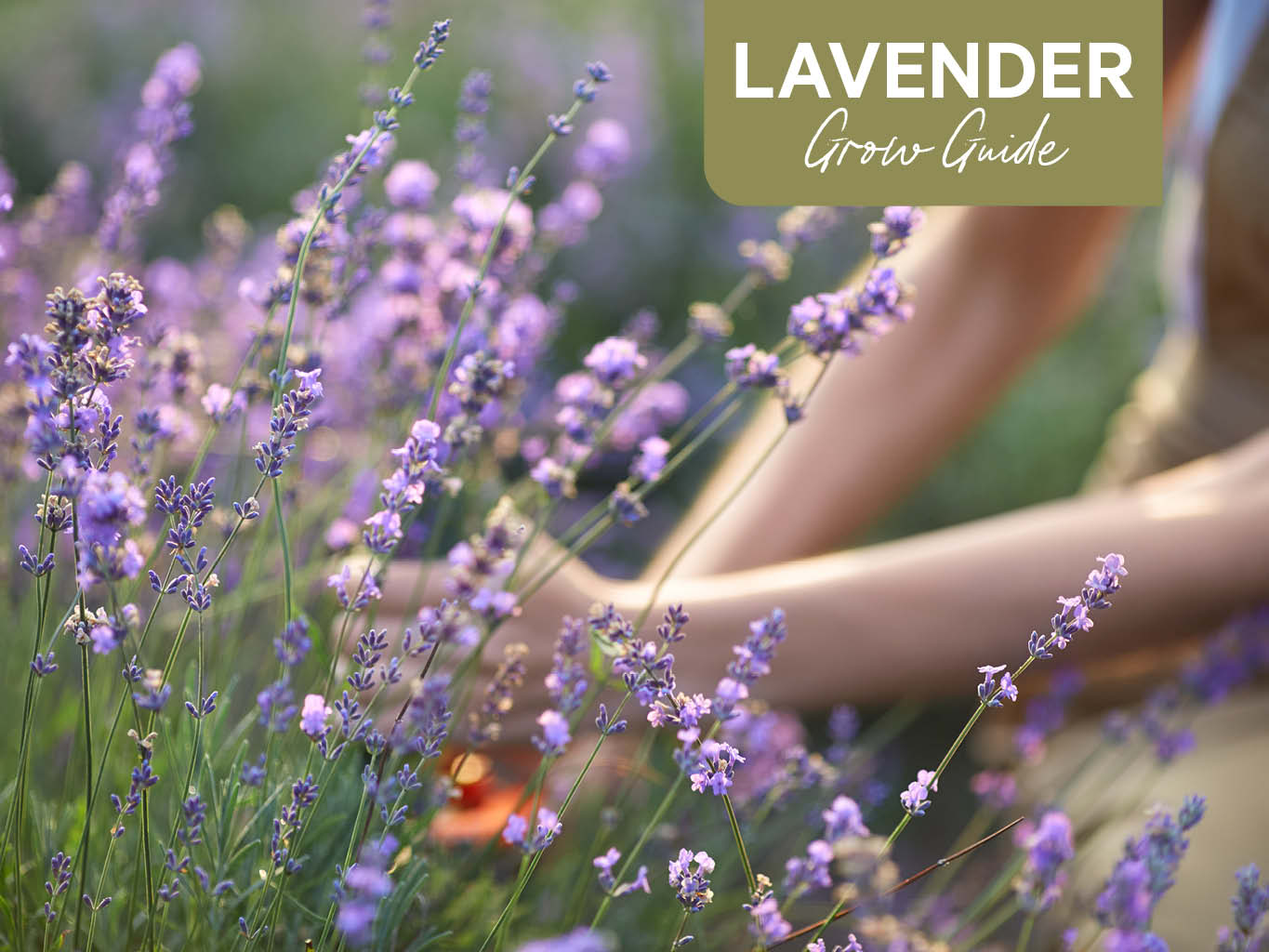 English Lavender Plant Care & Growing Tips