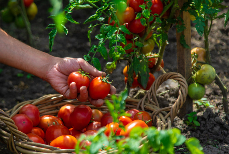 How to Grow Tomatoes Organically: A Complete Guide from Seed to Harvest