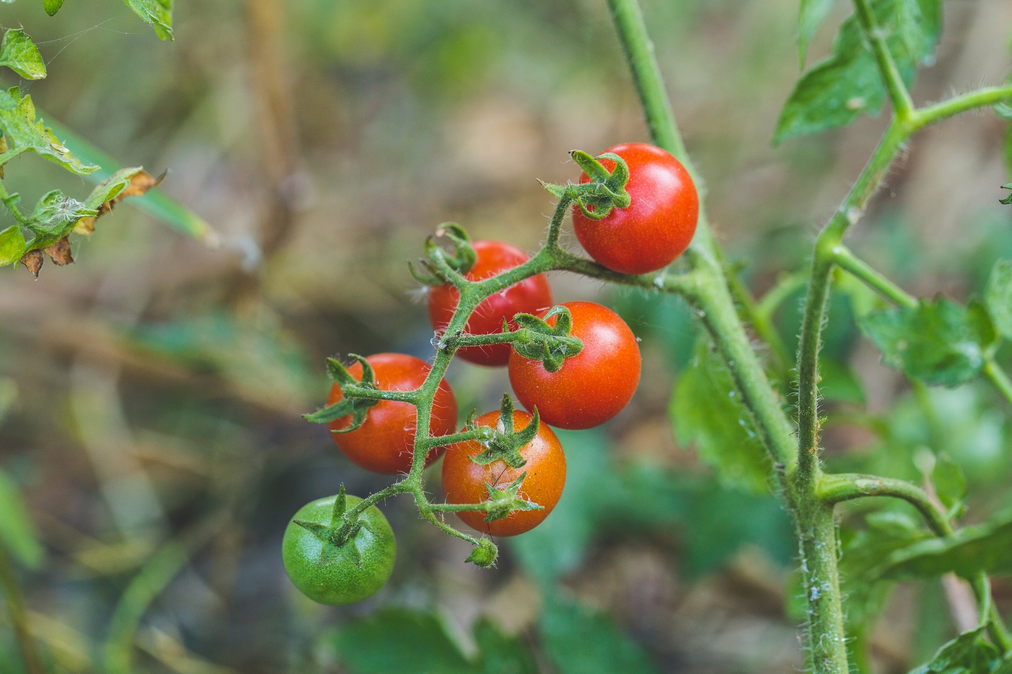 Growing Tomatoes from Seed