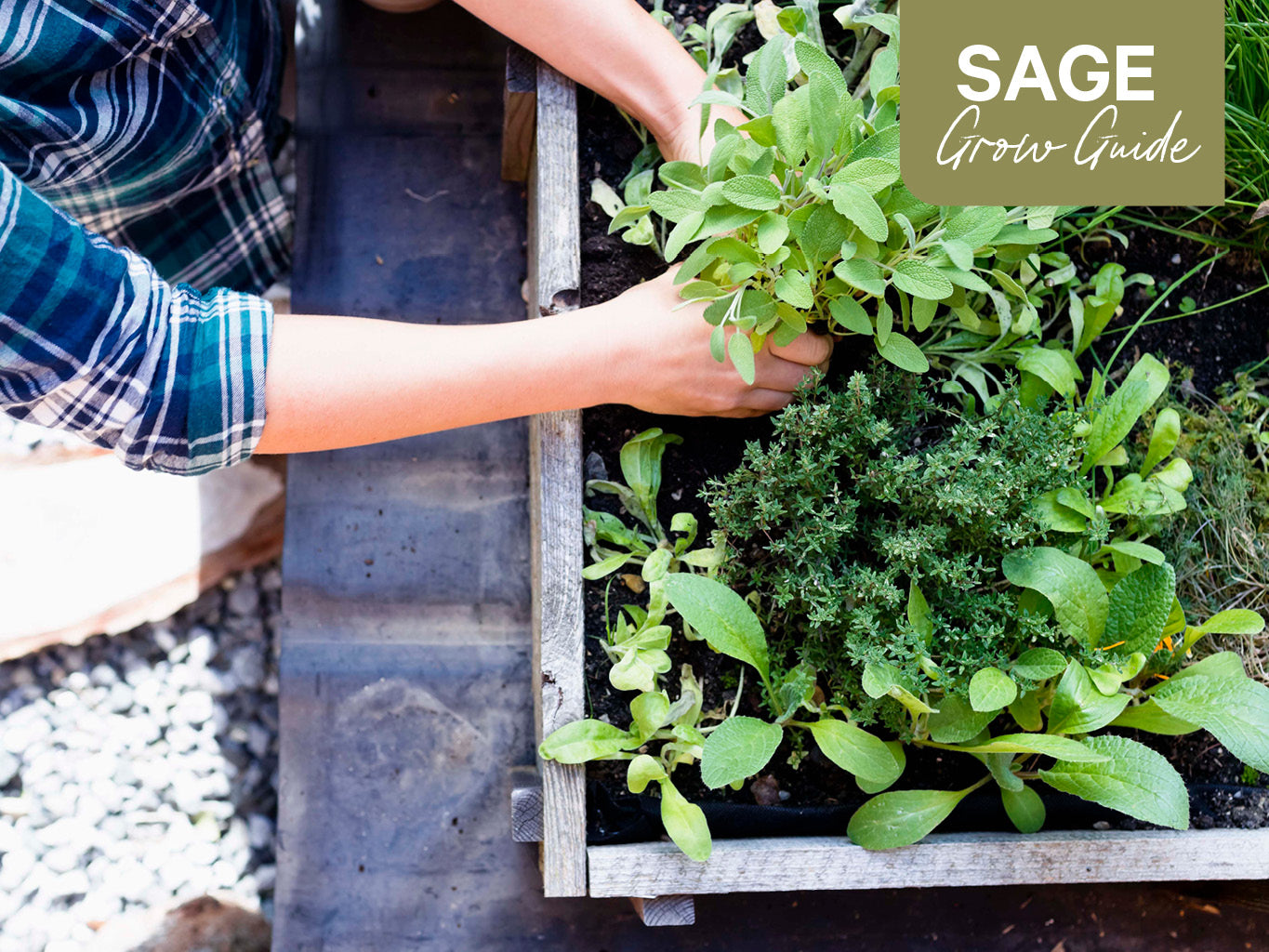 Sage Grow Guide: How to Plant, Grow and Harvest Sage