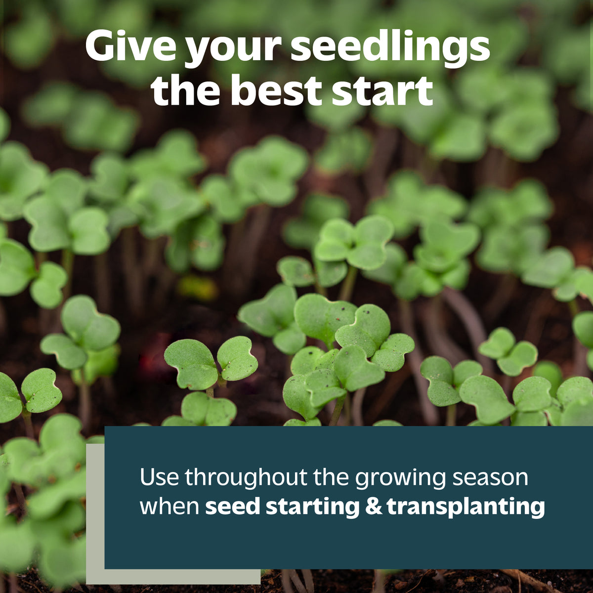 Organic Seed Starter Fertilizer