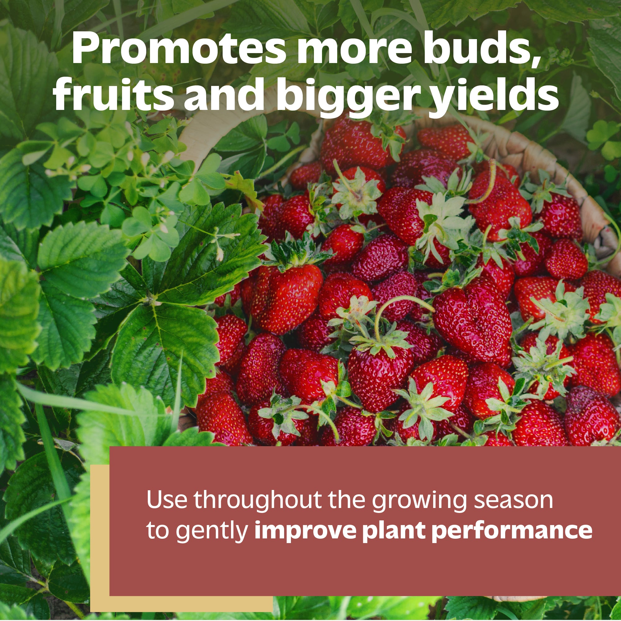 organic strawberry plant fertilizer Spade To Fork Organic Fruit & Flower Fertilizer - 2lbs