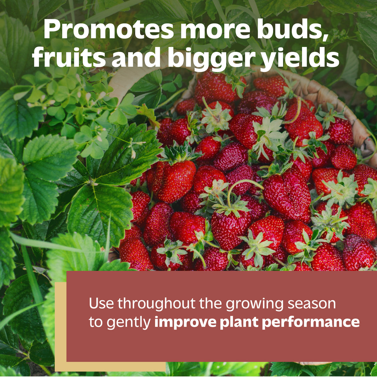Organic Fruit &amp; Flower Fertilizer