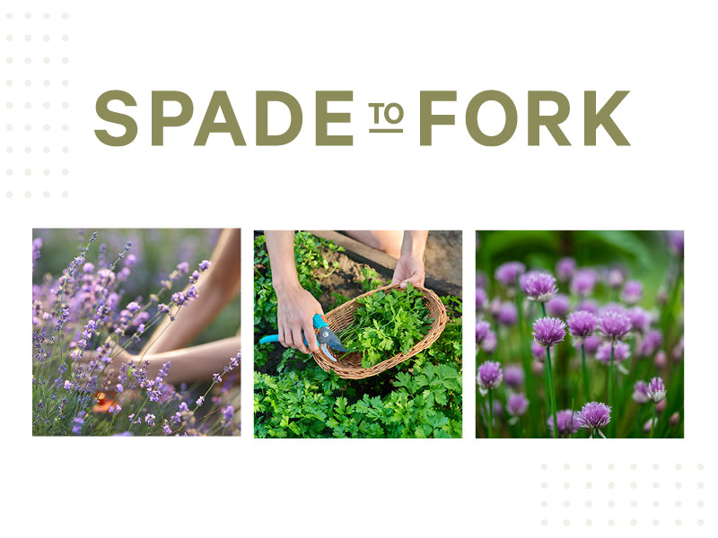 edible flower seeds organic Organic Edible Flower Garden Seed Kit – Spade To Fork