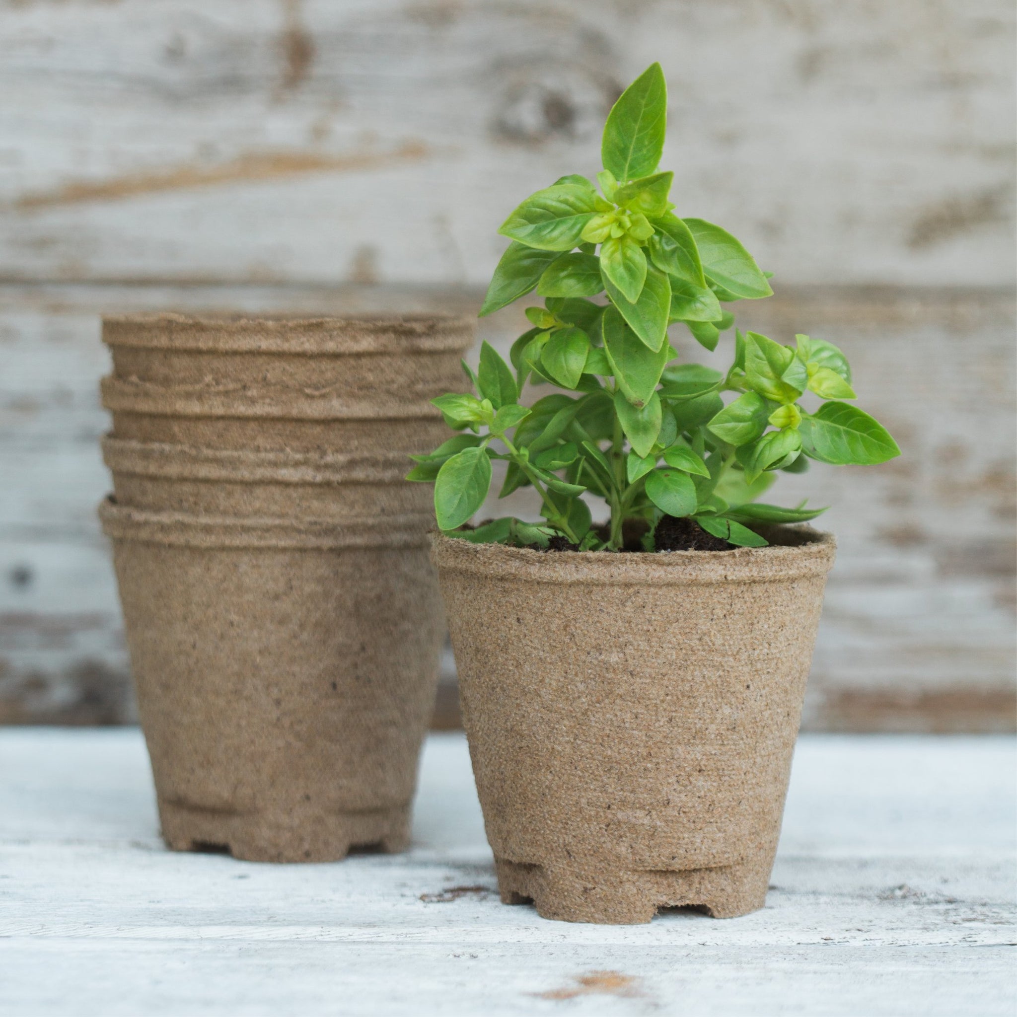 plant pot gift set Gift Box Set